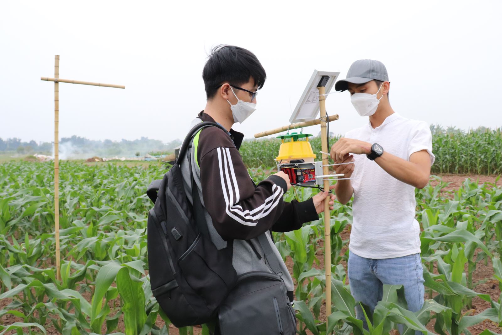 Lắp đặt hệ thống bẫy sâu keo mùa thu thông minh trên ruộng ngô, sử dụng truyền thông LoRa để truyền tải dữ liệu theo thời gian thực tại Việt Nam