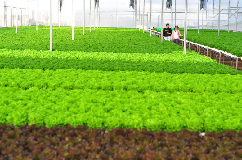 Sự phát triển của nông nghiệp công nghệ cao và nông nghiệp thông minh là nền tảng quan trọng để Lâm Đồng phát triển nền nông nghiệp hữu cơ