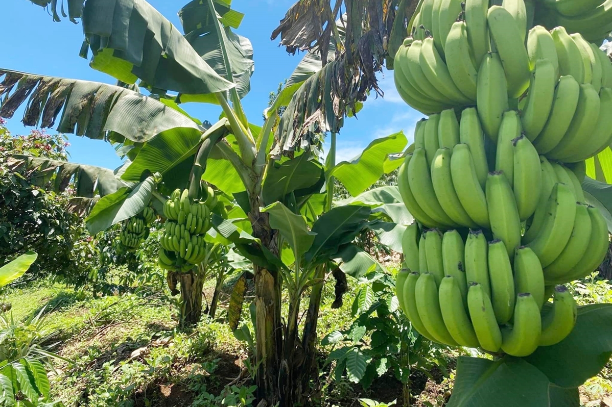 KỸ THUẬT CHĂM SÓC CÂY CHUỐI LABA - ASAHI NHẬT BẢN
